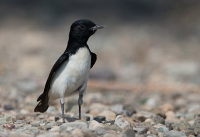 Humes Wheatear