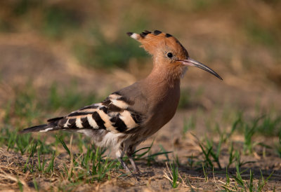 Hoopoe