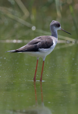 Black Winged Stilt