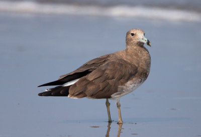 Sooty Gull