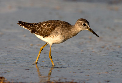 Greenshank