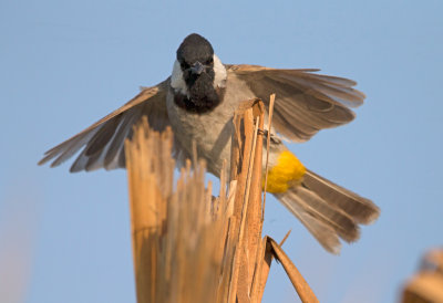 White Eared Bulbul