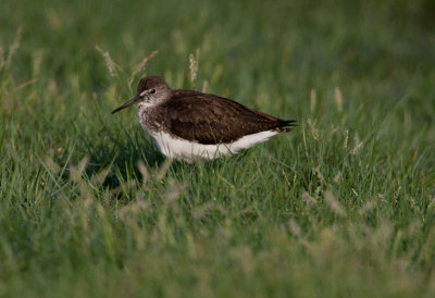 Green Sandpiper