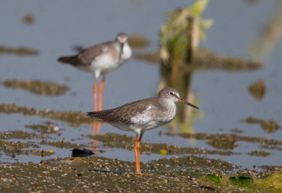 Spotted Redshank