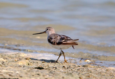 Sandpipers and other Waders