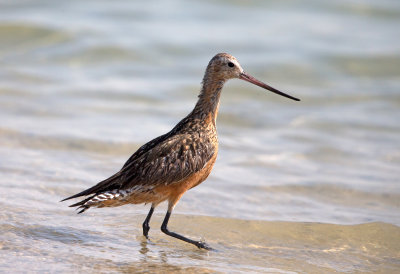Bar Tailed Godwit