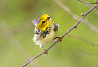 Black Throated green Warbler (fall)