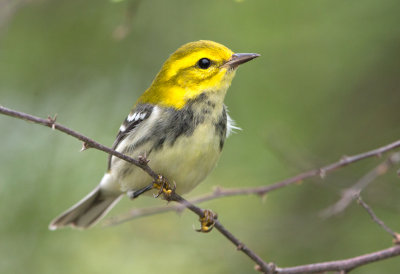 Black Throated green Warbler (fall)