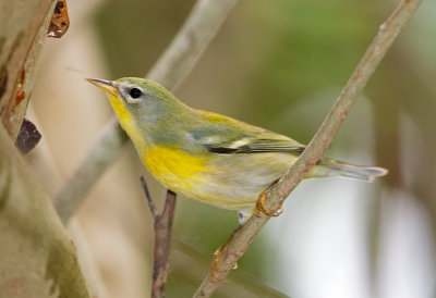 Northern Parula (fall)