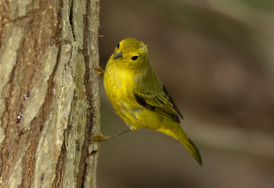 Yellow Warbler (fall)