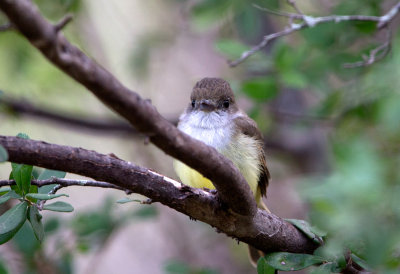 Dusky Capped Flycatcher