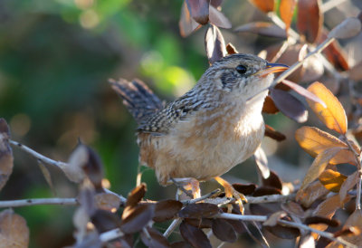 Sedge Wren