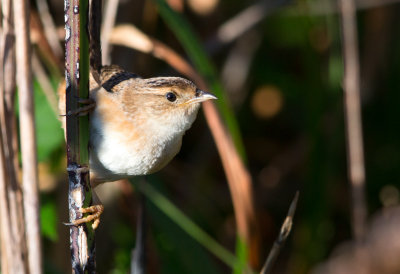 Sedge Wren