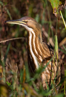 American Bittern