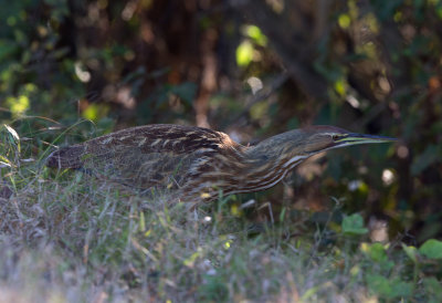 American Bittern