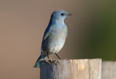 Mountain Bluebird