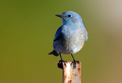 Mountain Bluebird