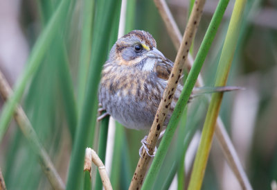 Seaside Sparrow
