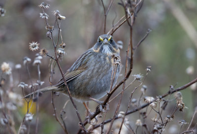 Seaside Sparrow