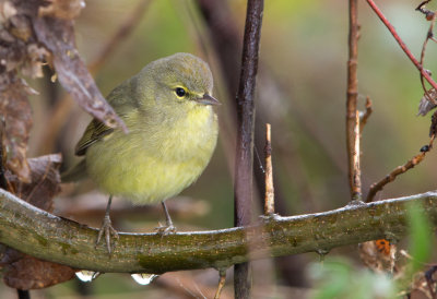 Orange Crowned Warbler