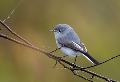 Blue Gray Gnatcatcher