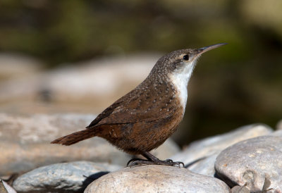 Canyon Wren