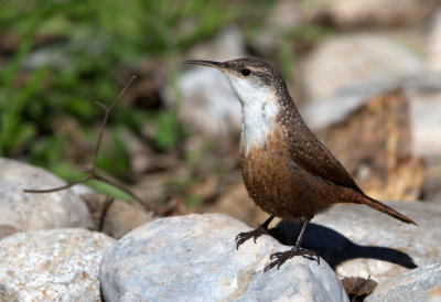 Canyon Wren