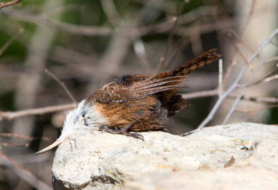 Canyon Wren