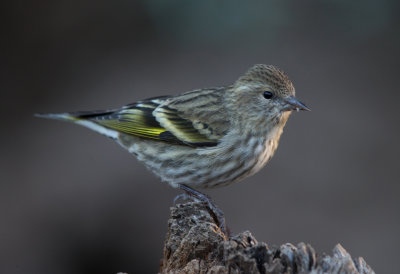 Pine Siskin