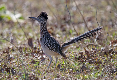 Greater Roadrunner