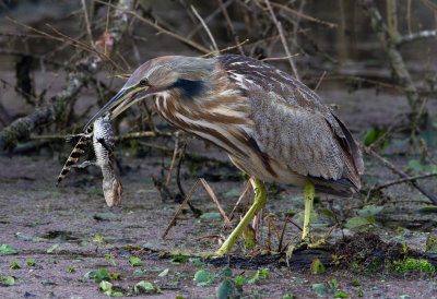 American Bittern with Baby Alligator