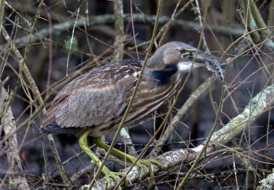 American Bittern with Baby Alligator