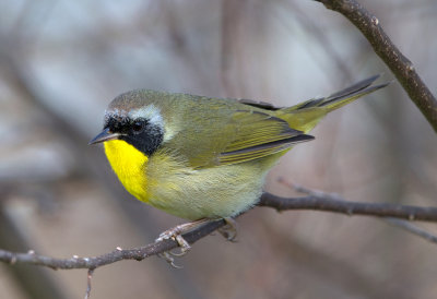 Common Yellowthroat