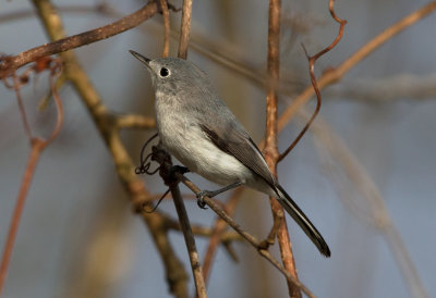 Blue Gray Gnatcatcher
