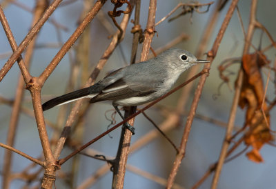 Blue Gray Gnatcatcher