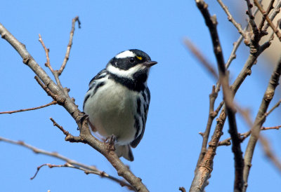 Black Throated Gray Warbler