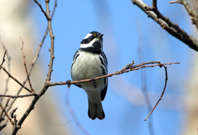 Black Throated Gray Warbler
