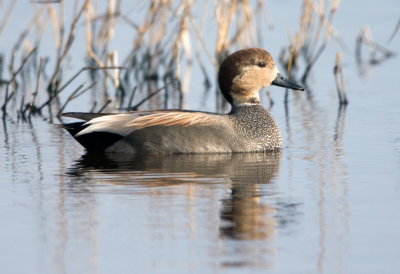 Gadwall