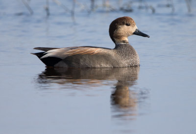 Gadwall