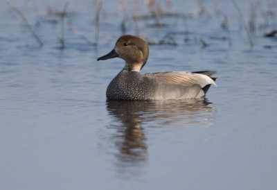 Gadwall