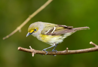 White Eyed Vireo