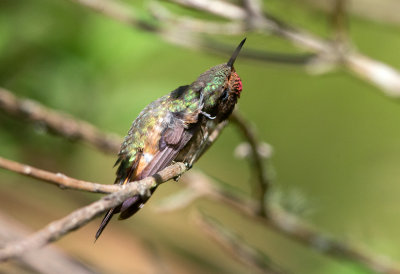 Volcano Hummingbird (Poas)