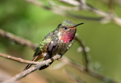 Volcano Hummingbird (Poas)