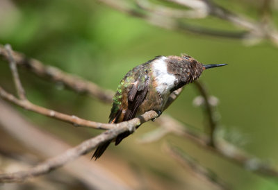 Volcano Hummingbird (Poas)