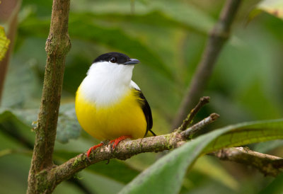 White Collared Manakin