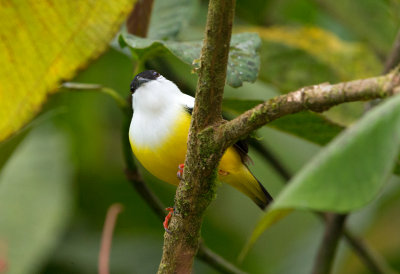 White Collared Manakin