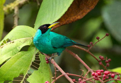 HoneyCreepers, Woodcreepers and Euphonias