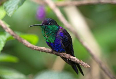 Violet Crowned Woodnymph