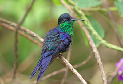 Violet Crowned Woodnymph