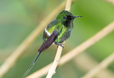 Green Thorntail